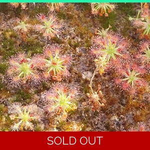 Drosera roseana, 10+ gemmae